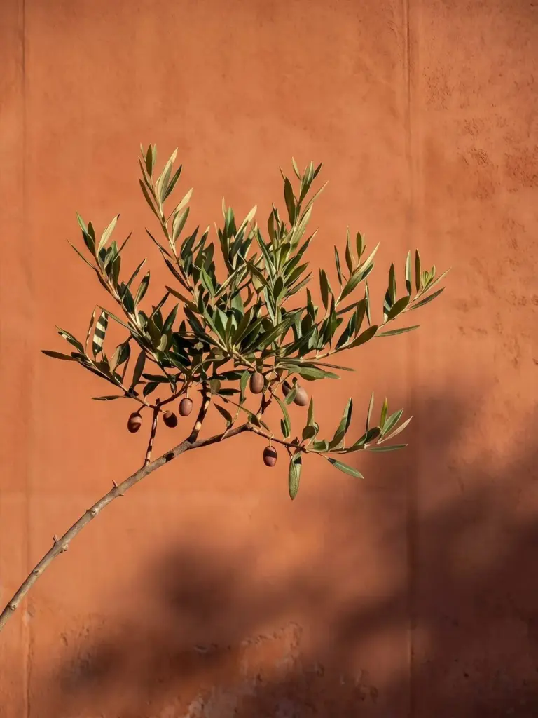 Olive and clay